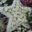 Star Wreath at Aine’s Funeral